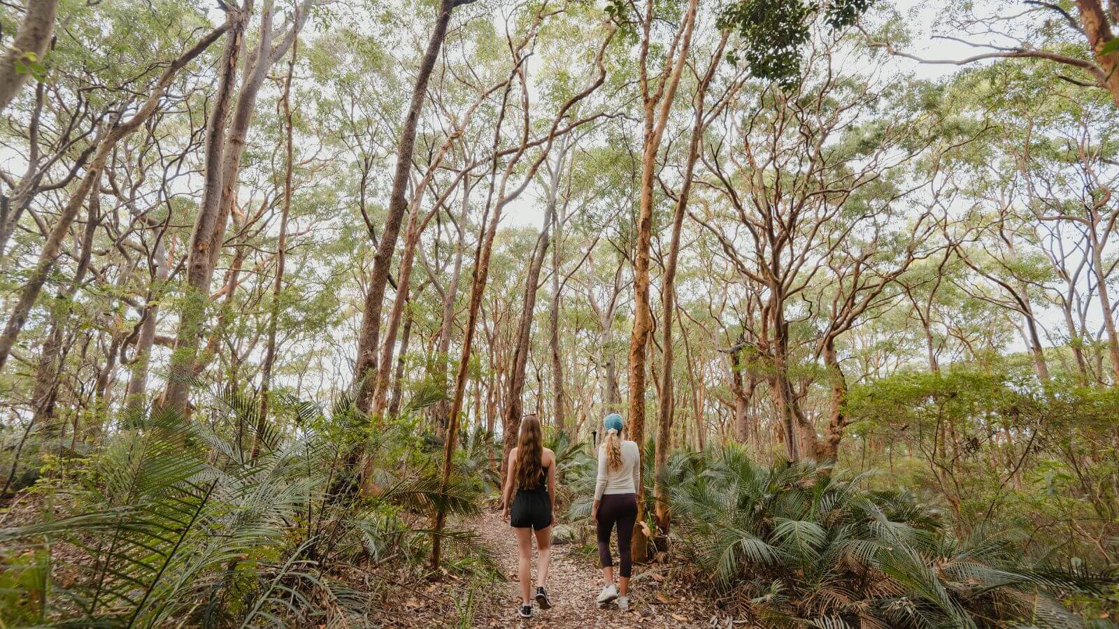 The best bushwalks to experience nature on the Central Coast News Love Central Coast